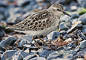 Calidris minutilla